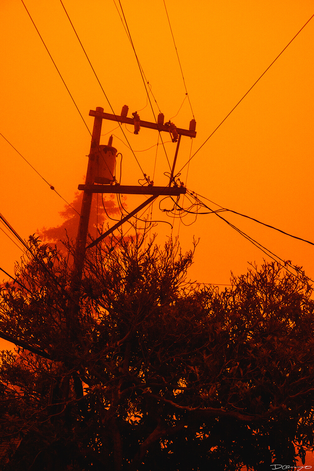 Photos of Sea Nettles, sunfish (mola mola), and ocean waves in Monterey, CA. Photos of smoke from wildfires in Berkeley, CA, burnt tree bark in Mendocino, CA, and Monarch Butterfly and chrysalis in Easton, Maryland.